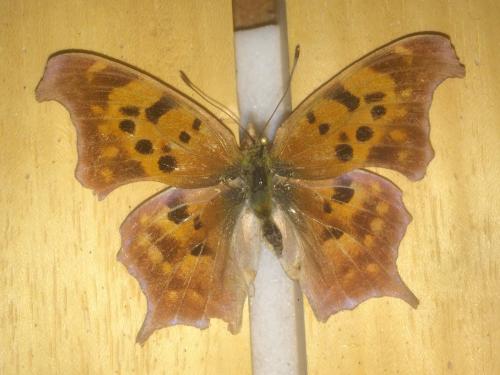 Réf. 201 201 : Polygonia interrogationis