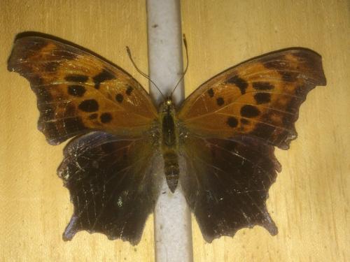 Réf. 201 203 : Polygonia interrogationis