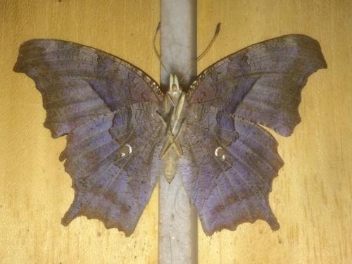 Réf. 201 204 : Polygonia interrogationis