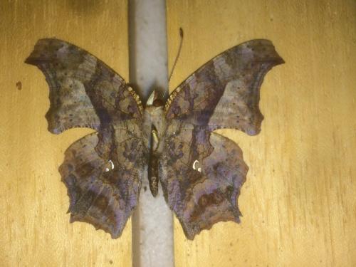 Réf. 201 200 : Polygonia interrogationis
