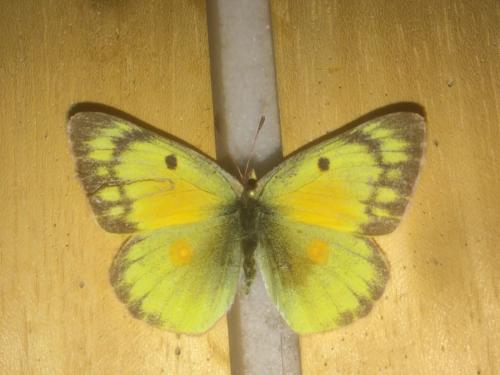 Colias eurytheme