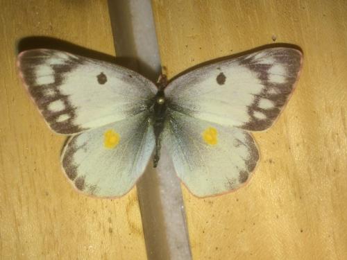 Colias eurytheme