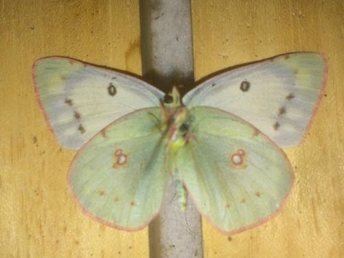 Colias eurytheme