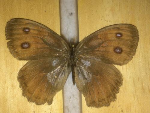 Réf. 201 253 : Cercyonis pegala