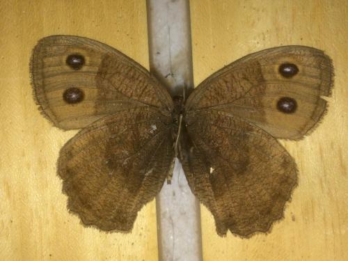 Cercyonis pegala