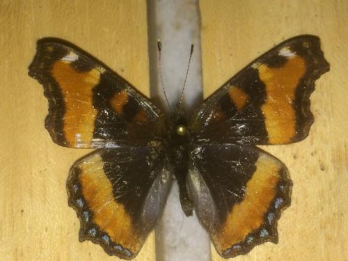 Réf. 201 250 : Aglais milberti