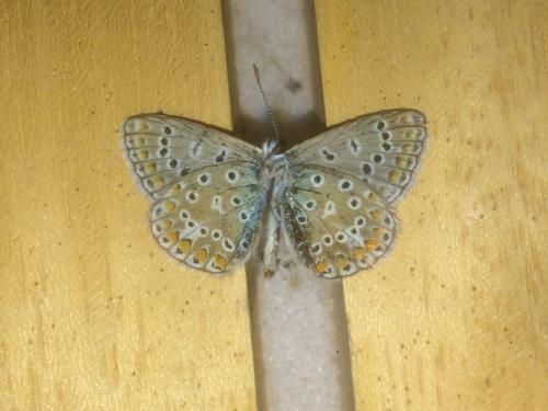 Réf. 201 242 : Polyommatus icarus