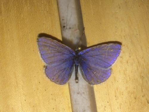 Réf. 201 243 : Polyommatus icarus