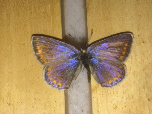 Réf. 201 244 : Polyommatus icarus