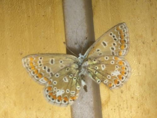 Polyommatus icarus