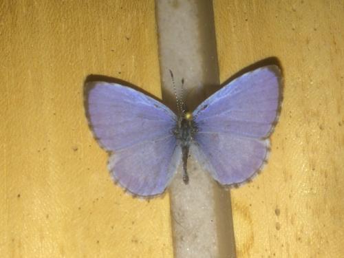 Celastrina lucia