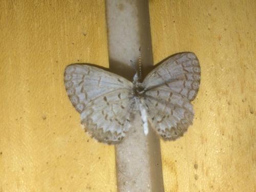 Celastrina lucia