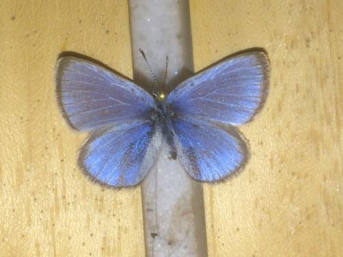 Glaucopsyche lygdamus