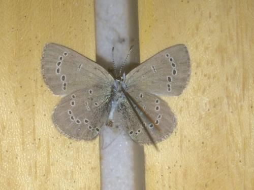 Glaucopsyche lygdamus