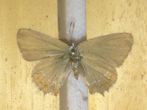 Satyrium sp.