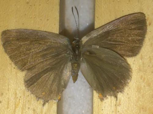 Satyrium sp.