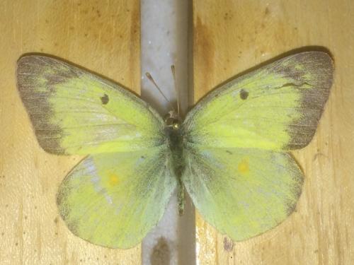 Colias philodice