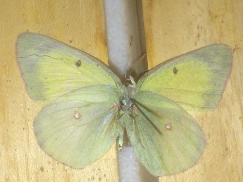 Réf. 201 263 : Colias philodice