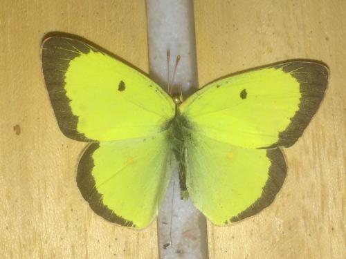 Colias philodice