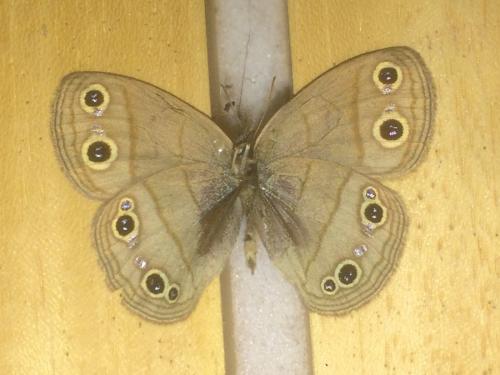 Megisto cymela