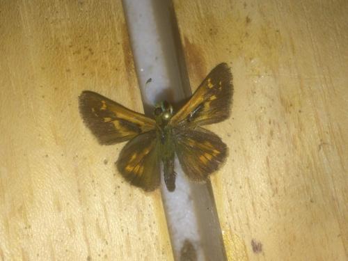 Réf. 201 423 : Hesperia comma