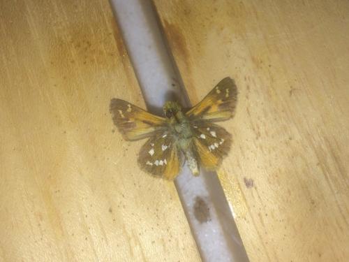 Réf. 201 426 : Hesperia comma