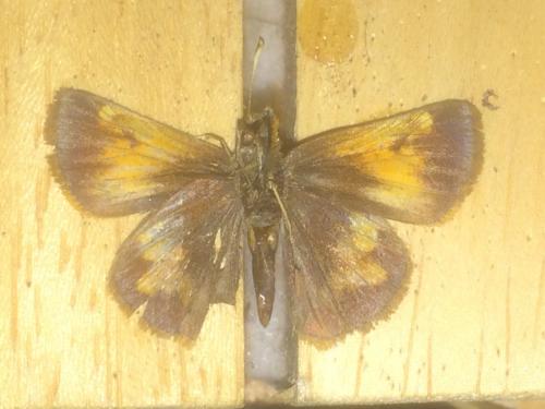 Poanes hobomok