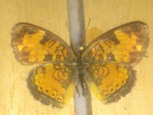 Réf. 201 451 : Phyciodes cocyta