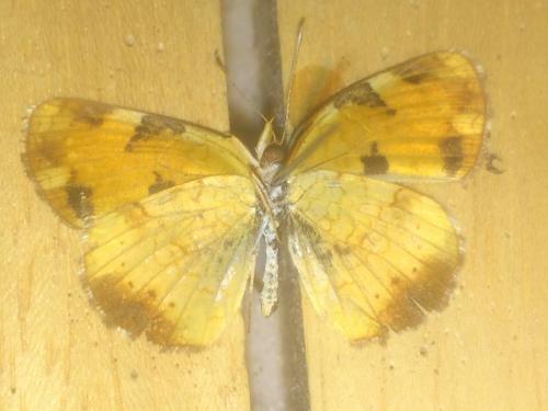 Phyciodes cocyta