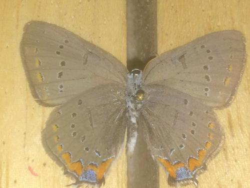 Réf. 201 492 : Satyrium acadica