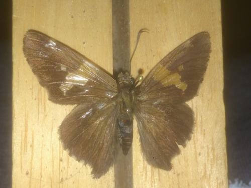 Réf. 201 493 : Epargyreus clarus