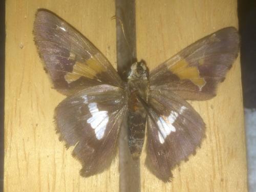 Réf. 201 494 : Epargyreus clarus