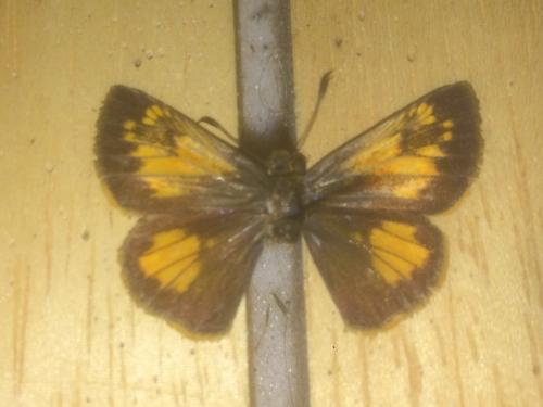 Poanes hobomok