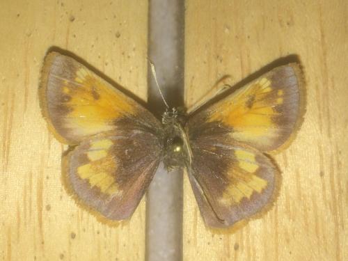 Poanes hobomok