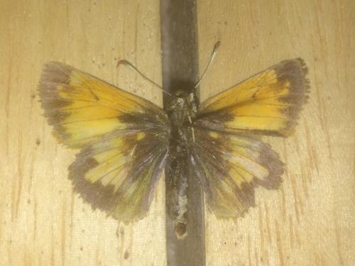 Poanes hobomok