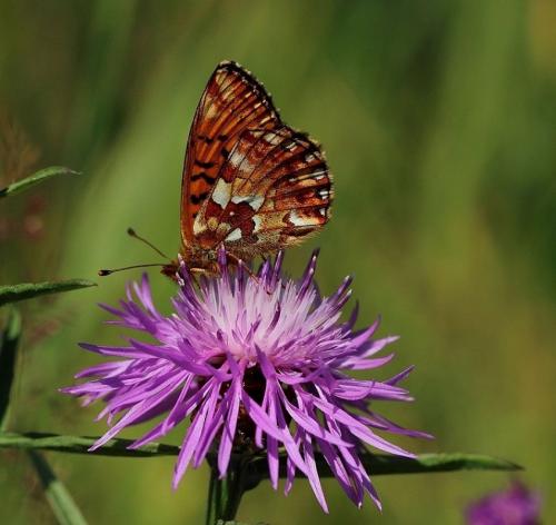 Boloria aquilonaris
