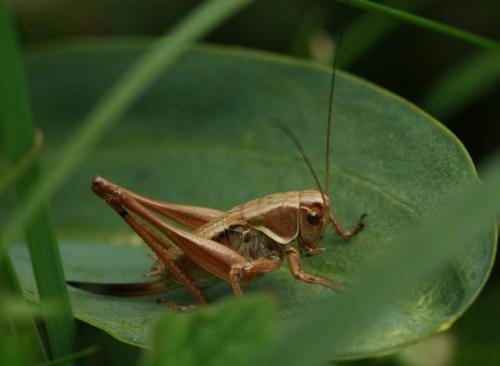Metrioptera sp.