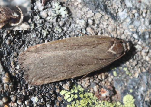 Réf. 201 041 : Depressaria pyrenaella