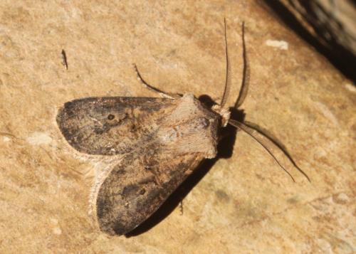 Réf. 201 346 : Agrotis clavis
