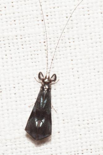 Réf. 201 960 : Mystacides sp.
