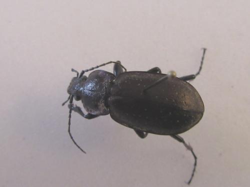 Carabus nemoralis