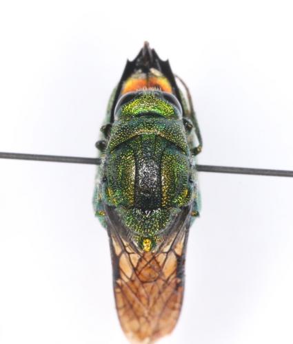 Stilbum viride