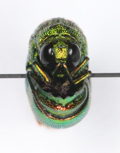 Stilbum viride
