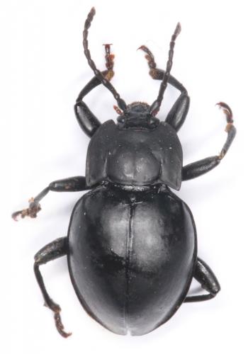 Réf. 201 387 : Haploscelis sp.