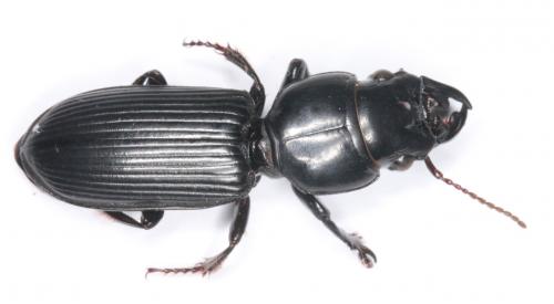 Scarites madagascariensis