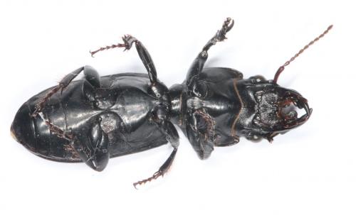 Scarites madagascariensis