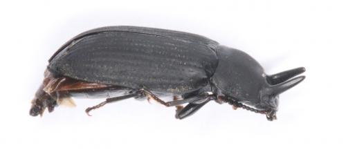 Réf. 201 457 : Cryphaeus taurus