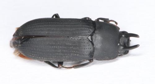 Réf. 201 458 : Cryphaeus taurus