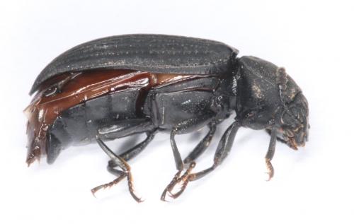 Réf. 201 460 : Cryphaeus taurus