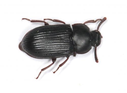 Alphitobius crenatus